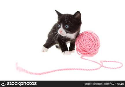 five week old kitten playing with a ball of string
