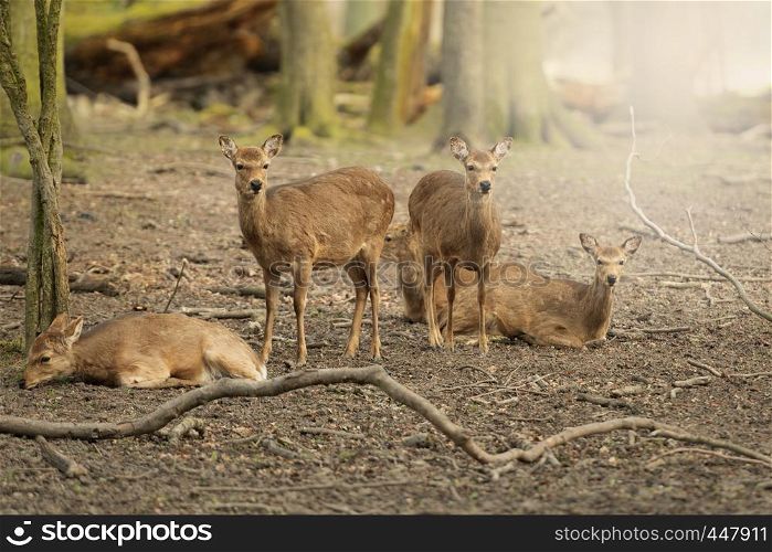 Five wild young deer in the spring sunny forest, Klampenborg Denmark
