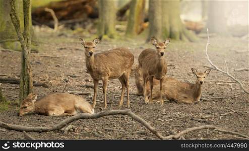 Five wild young deer in the spring sunny forest, Klampenborg Denmark
