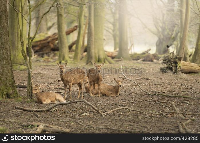 Five wild young deers in the spring sunny forest, Klampenborg Denmark