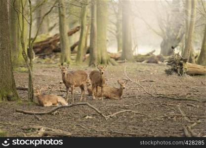 Five wild young deers in the spring sunny forest, Klampenborg Denmark