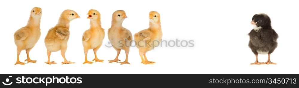 Five yellow chicks and one black chick isolated on a over white background