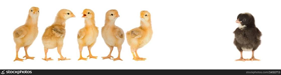 Five yellow chicks and one black chick isolated on a over white background