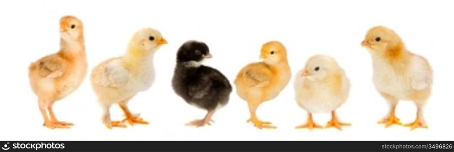 Five yellow chicks and one chick black on white background