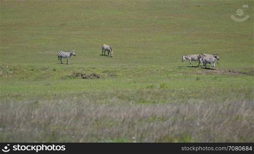 Five zebras eating grass on a sunny spring day
