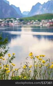 Fjord coast landscape. Spring flowers and typical norwegian fishing village, Reine Lofoten islands, Norway. Travel destination.. Norwegian fishing village, Reine Lofoten Norway