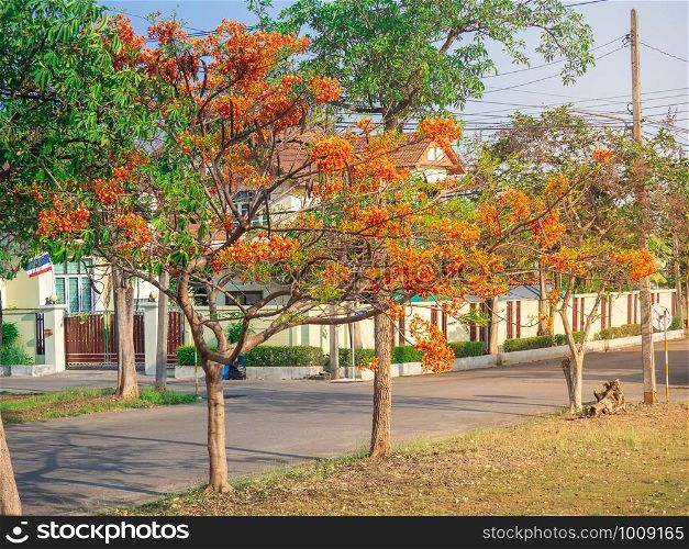 Flamboyant or Royal Poinciana (Delonix regia) tree with flowers in small village with yellow sunlight in the morning.