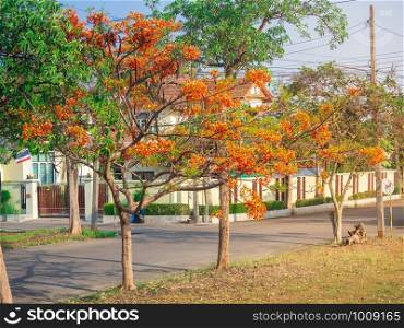 Flamboyant or Royal Poinciana (Delonix regia) tree with flowers in small village with yellow sunlight in the morning.