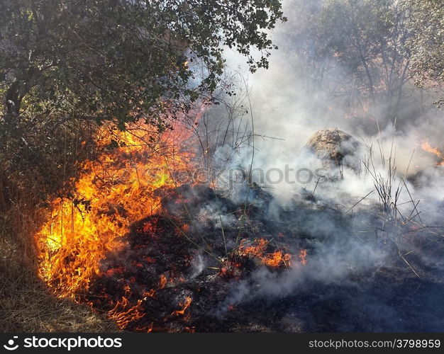 Flames of Fire in a summer field