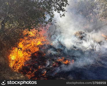 Flames of Fire in a summer field