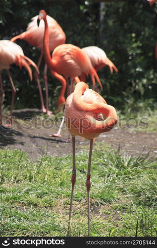 Flamingo