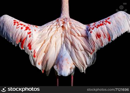 flamingo back, wings laid out, isolated on black background