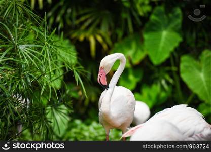 Flamingo bird beautiful at lake river nature tropical animals / Greater Flamingo