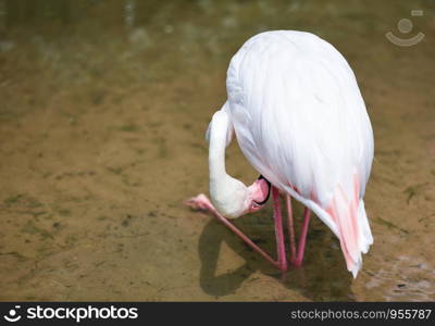 Flamingo bird pink beautiful at lake river nature tropical animals / Greater Flamingo