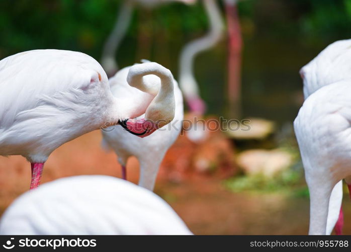 Flamingo bird pink beautiful at lake river nature tropical animals / Greater Flamingo