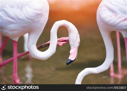 Flamingo bird pink beautiful at lake river nature tropical animals / Greater Flamingo