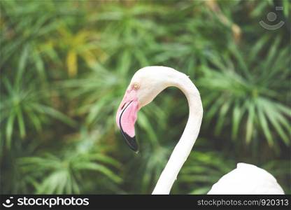 Flamingo bird white beautiful at lake river nature forest tropical animals / Greater Flamingo