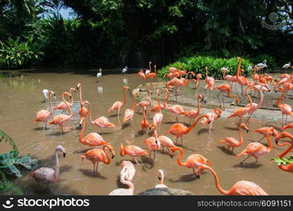 Flamingo birds in the pond