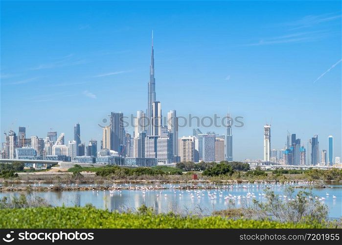 Flamingo birds in zoo park with Dubai Downtown skyline with blue sky in United Arab Emirates or UAE. Financial district in urban city. Ras Al Khor Wildlife Sanctuary. Wildlife Animal.