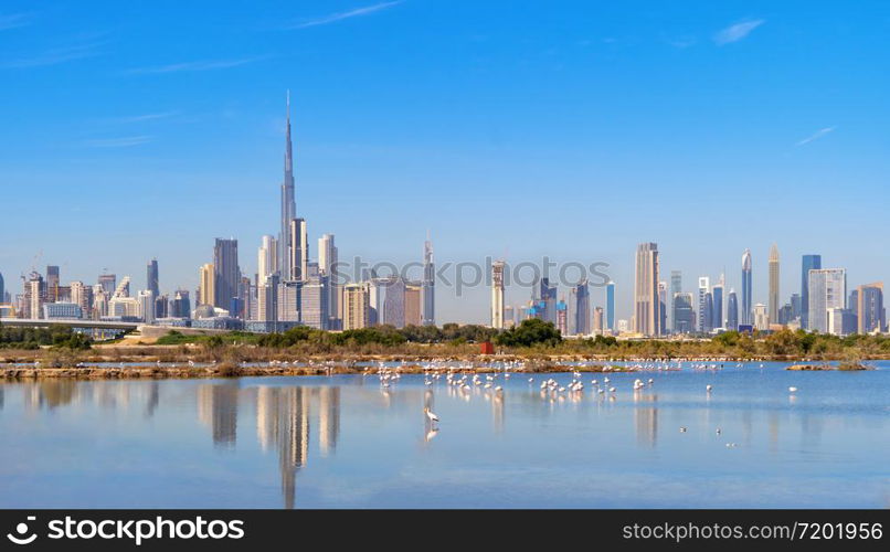 Flamingo birds in zoo park with Dubai Downtown skyline with blue sky in United Arab Emirates or UAE. Financial district in urban city. Ras Al Khor Wildlife Sanctuary. Wildlife Animal.