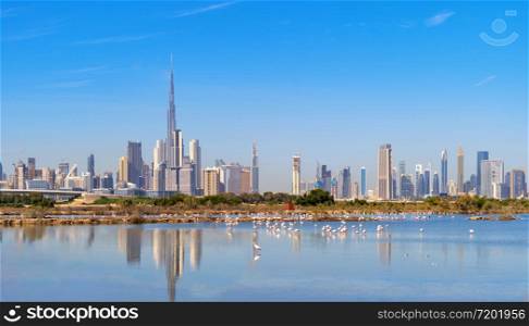 Flamingo birds in zoo park with Dubai Downtown skyline with blue sky in United Arab Emirates or UAE. Financial district in urban city. Ras Al Khor Wildlife Sanctuary. Wildlife Animal.