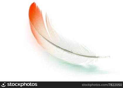 Flamingo feather, isolated on white background