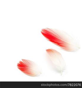 Flamingo feather isolated on white background