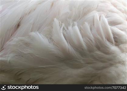 Flamingo feathers, Abstract background Fur. wild animals.