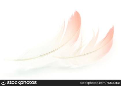 Flamingo feathers isolated on white background