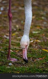 flamingo head and leg
