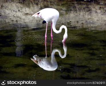 Flamingo im Wasserspiegel. Flamingo reflected in a lake