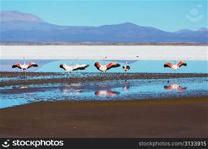 flamingo in Bolivia