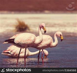flamingo in Bolivia