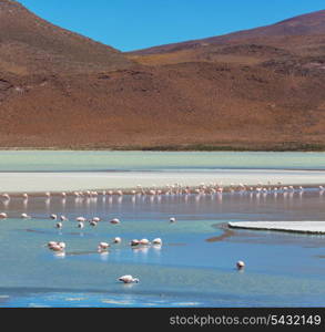 flamingo in Bolivia