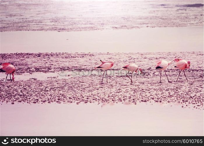 Flamingo in Bolivia