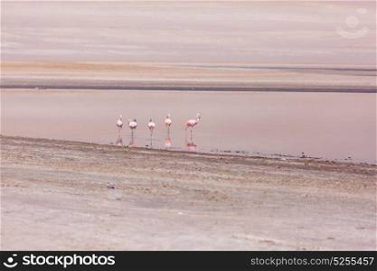 Flamingo in Peru