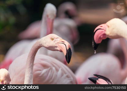 Flamingo in Peru