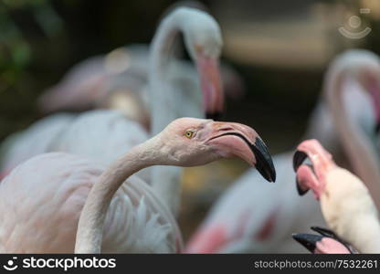 Flamingo in Peru