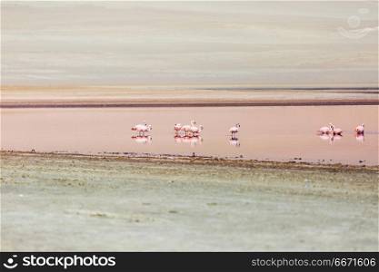 Flamingo in Peru. Pink flamingos in the desert of Ica Peru
