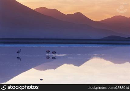 Flamingo in the lake at sunrise of Bolivian Altiplano wildlife nature wilderness