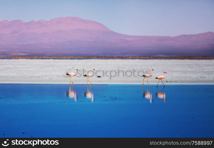 Flamingo in the lake of Bolivian Altiplano wildlife nature wilderness