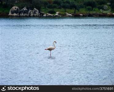 Flamingo in the Psifta lake