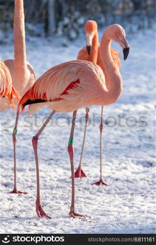 Flamingo in the snow, zoo in Holland