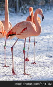 Flamingo in the snow, zoo in Holland