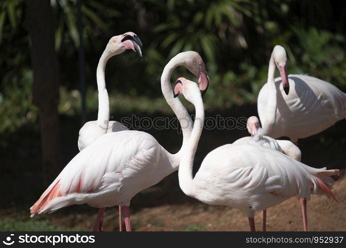flamingo in the zoo, Thailand