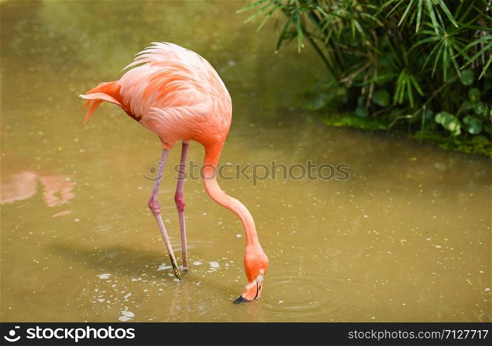 flamingo orange on nature green tropical plant background / Caribbean flamingo