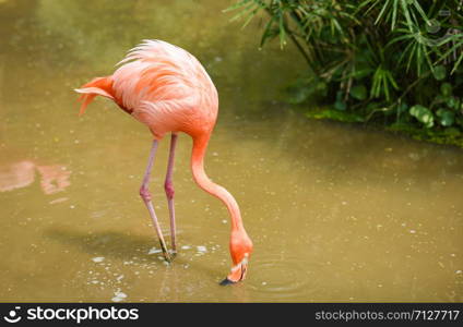 flamingo orange on nature green tropical plant background / Caribbean flamingo