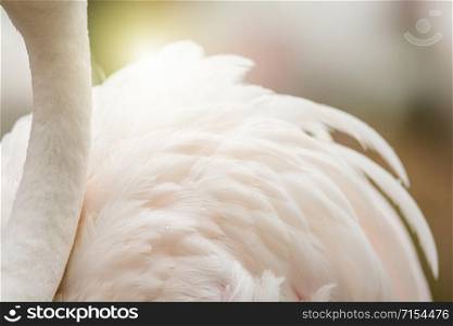 Flamingo&rsquo;s neck and feather background, it has a beautiful coloring of feathers. Greater flamingo, Phoenicopterus roseus