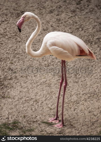 Flamingo-Sand. Flamingo on brown sand