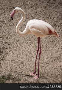 Flamingo-Sand. Flamingo on brown sand